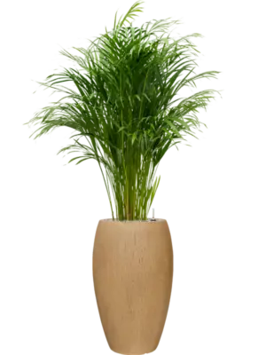 Soil (Vulkastrat)