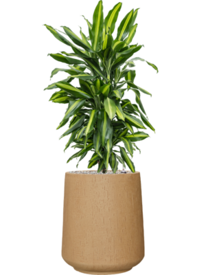 Soil (Vulkastrat)