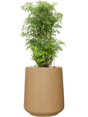 Soil (Vulkastrat)
