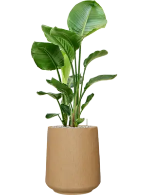 Soil (Vulkastrat)