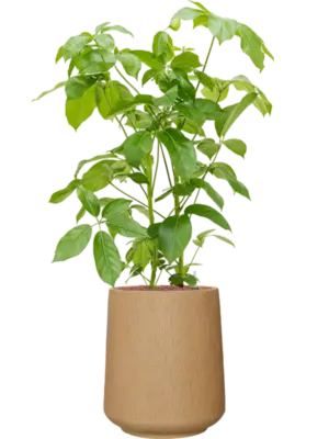 Hydroculture