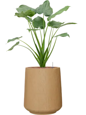 Hydroculture