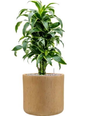 Soil (Vulkastrat)