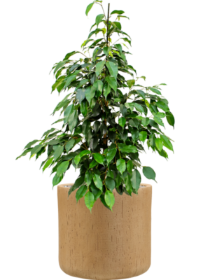 Soil (Vulkastrat)