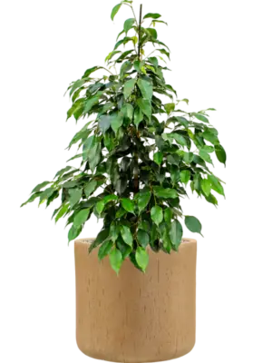 Soil (Vulkastrat)