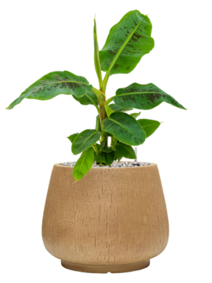 Soil (Vulkastrat)