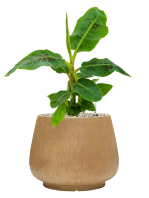 Soil (Vulkastrat)