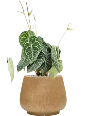 Soil (Vulkastrat)