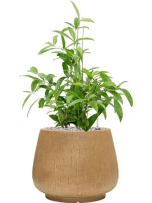 Soil (Vulkastrat)
