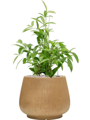 Soil (Vulkastrat)