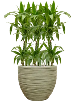 Soil (Vulkastrat)