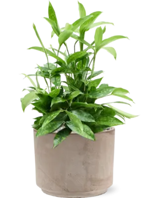 Soil (Vulkastrat)