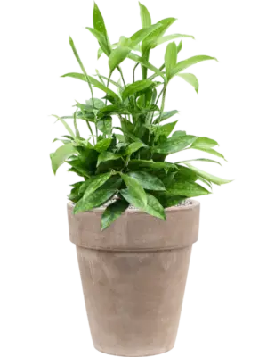 Soil (Vulkastrat)