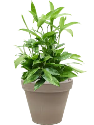 Soil (Vulkastrat)
