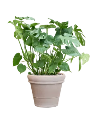 Soil (Vulkastrat)