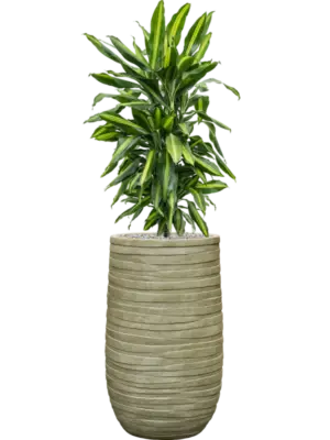 Soil (Vulkastrat)