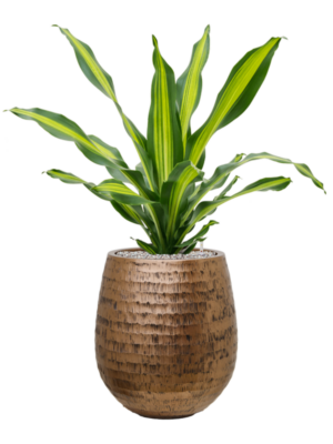 Soil (Vulkastrat)