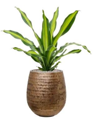 Soil (Vulkastrat)