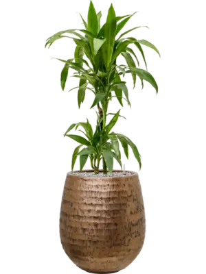 Soil (Vulkastrat)