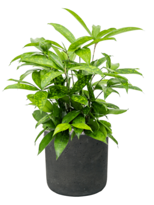 Soil (Vulkastrat)