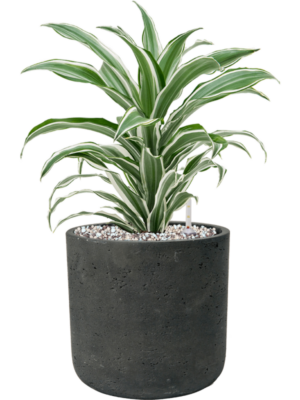 Soil (Vulkastrat)