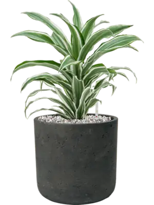 Soil (Vulkastrat)