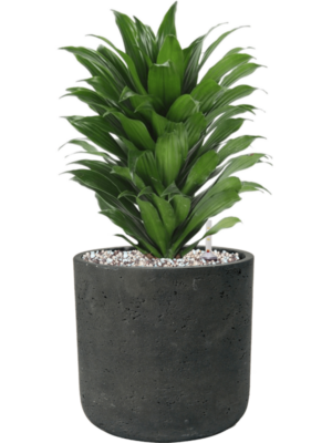 Soil (Vulkastrat)