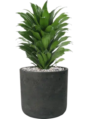 Soil (Vulkastrat)