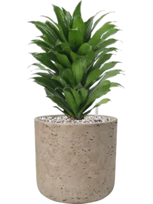 Soil (Vulkastrat)