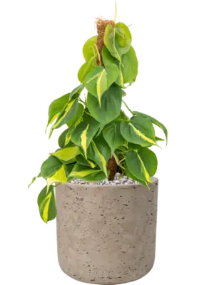 Soil (Vulkastrat)