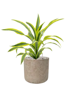 Soil (Vulkastrat)