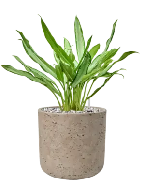 Soil (Vulkastrat)