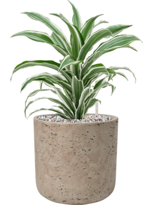 Soil (Vulkastrat)