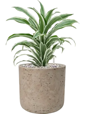 Soil (Vulkastrat)
