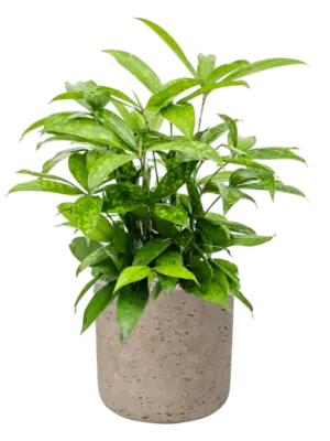 Soil (Vulkastrat)