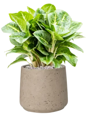Soil (Vulkastrat)