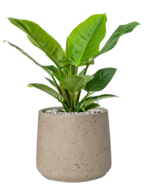 Soil (Vulkastrat)