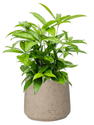 Soil (Vulkastrat)