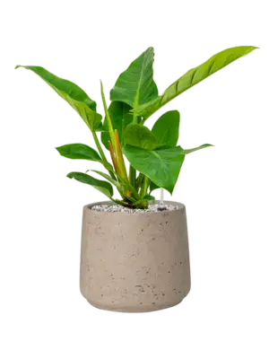 Soil (Vulkastrat)