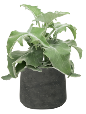 Soil (Vulkastrat)