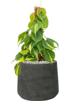 Soil (Vulkastrat)