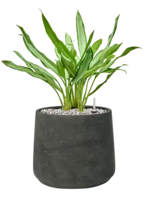 Soil (Vulkastrat)