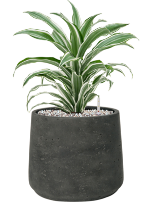 Soil (Vulkastrat)
