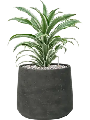Soil (Vulkastrat)