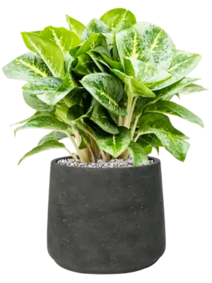 Soil (Vulkastrat)