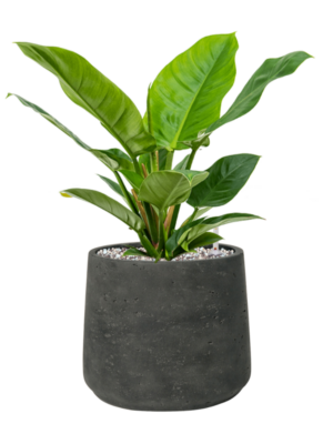 Soil (Vulkastrat)