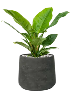 Soil (Vulkastrat)