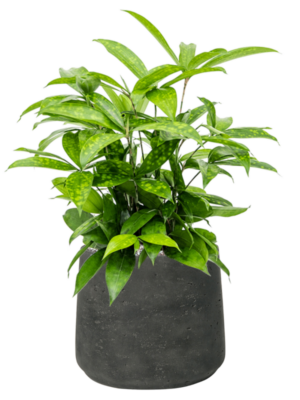 Soil (Vulkastrat)