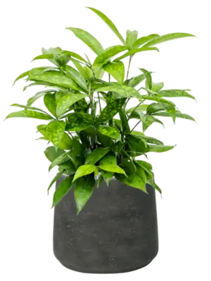 Soil (Vulkastrat)