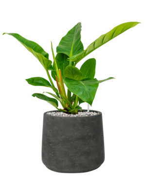 Soil (Vulkastrat)